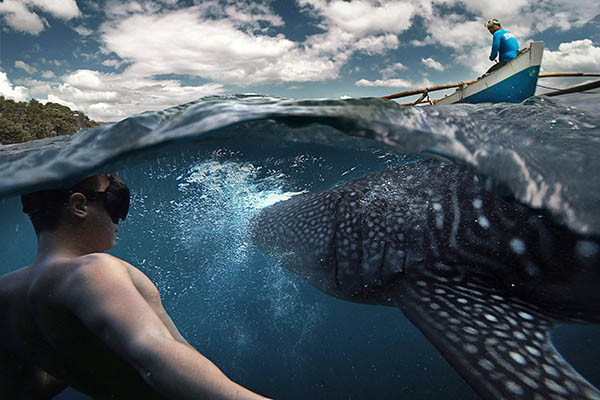 Underwater photographer swimming with whale sharks in the Philippines