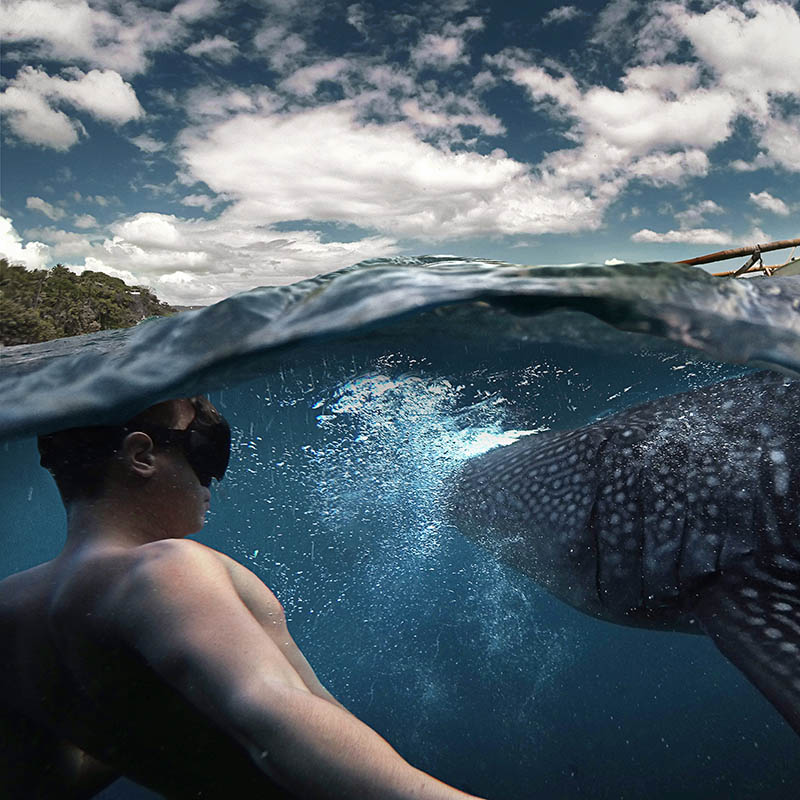 Underwater photographer swimming with whale sharks in the Philippines