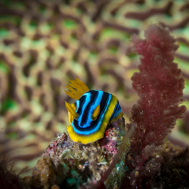 Beautiful nudibranch in front of a colourful brain coral