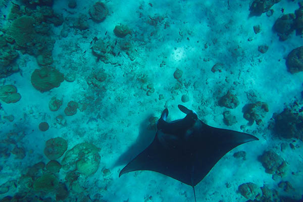 Giant Manta Ray underwater