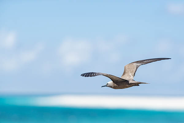 White-capped Noddy flying over Bird Island, Seychelles