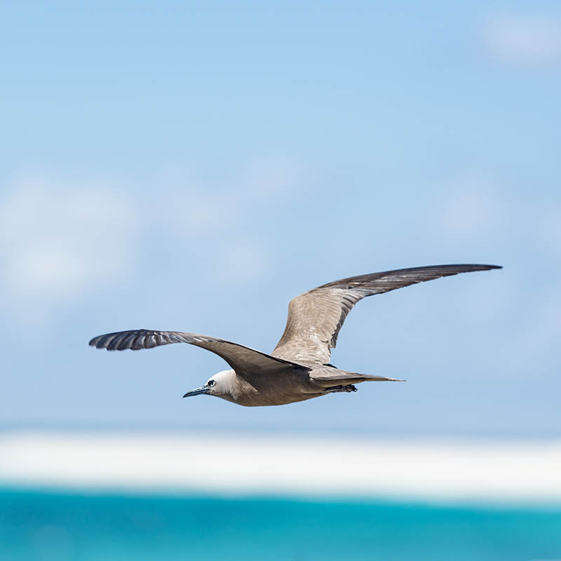 White-capped Noddy flying over Bird Island, Seychelles