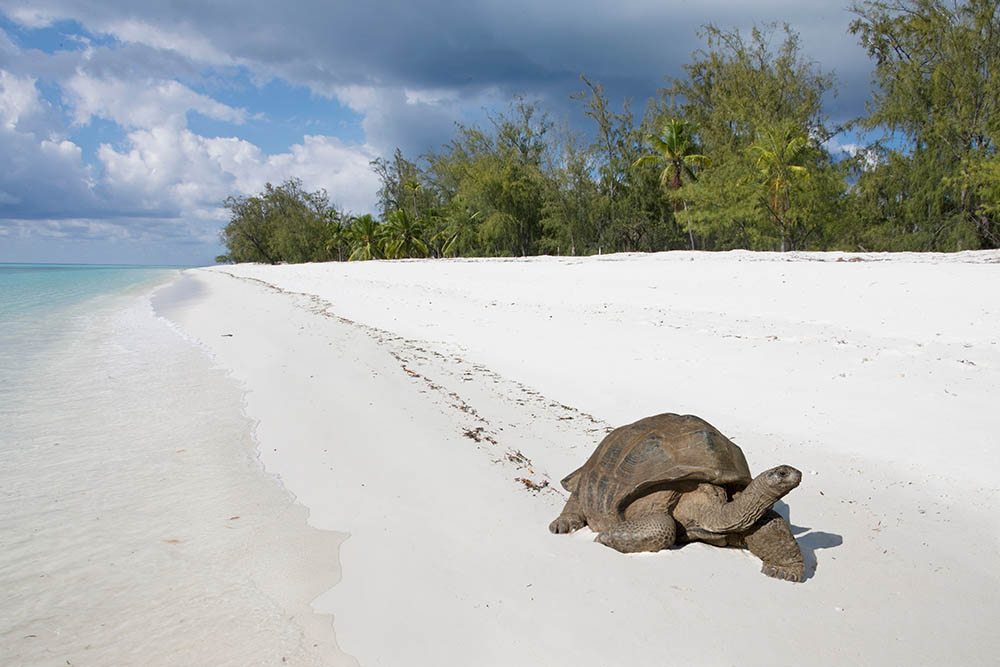 Aldabra giant tortoises on the beach, Aldabra Atoll, Seychelles