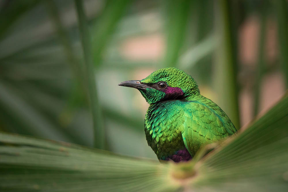 Emerald Starling