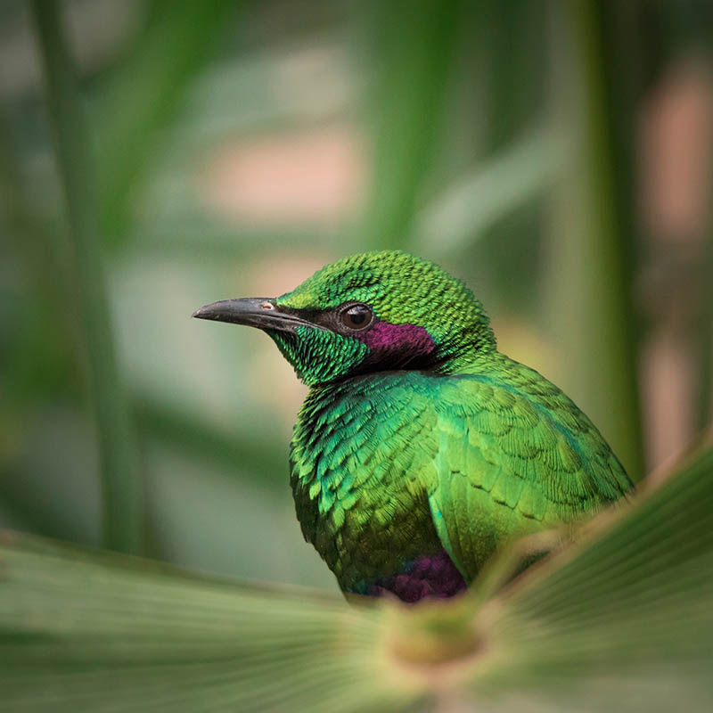 Emerald Starling