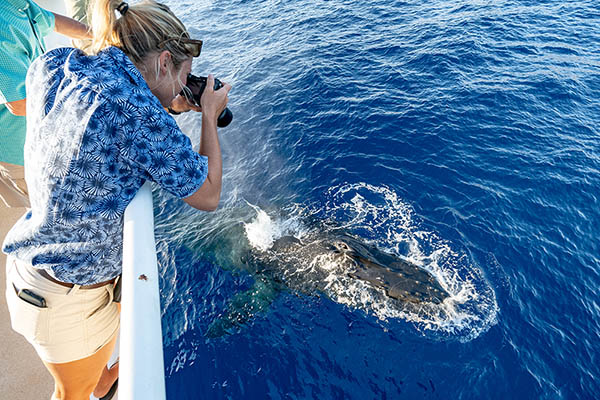 A female photographer taking pictures of a humpback whale surfacing directly underneath her on a whale watching tour