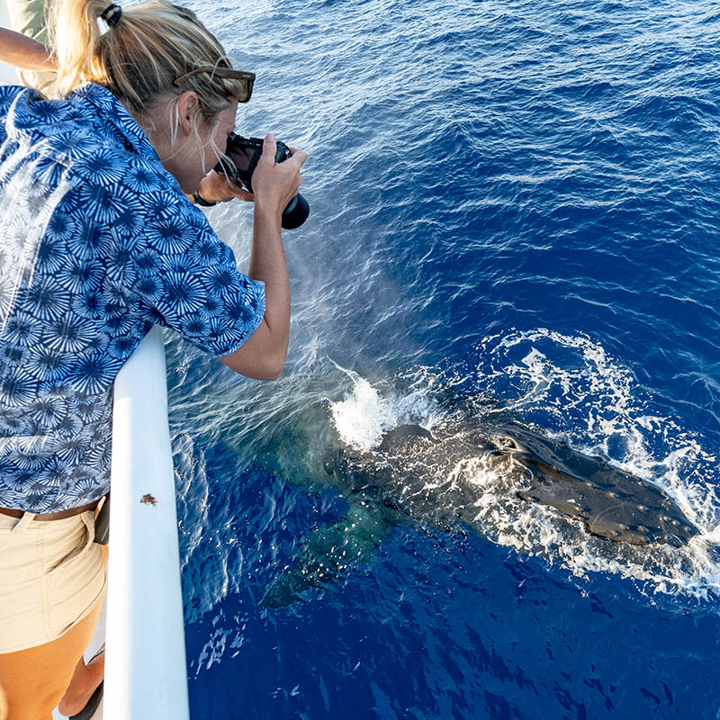 A female photographer taking pictures of a humpback whale surfacing directly underneath her on a whale watching tour