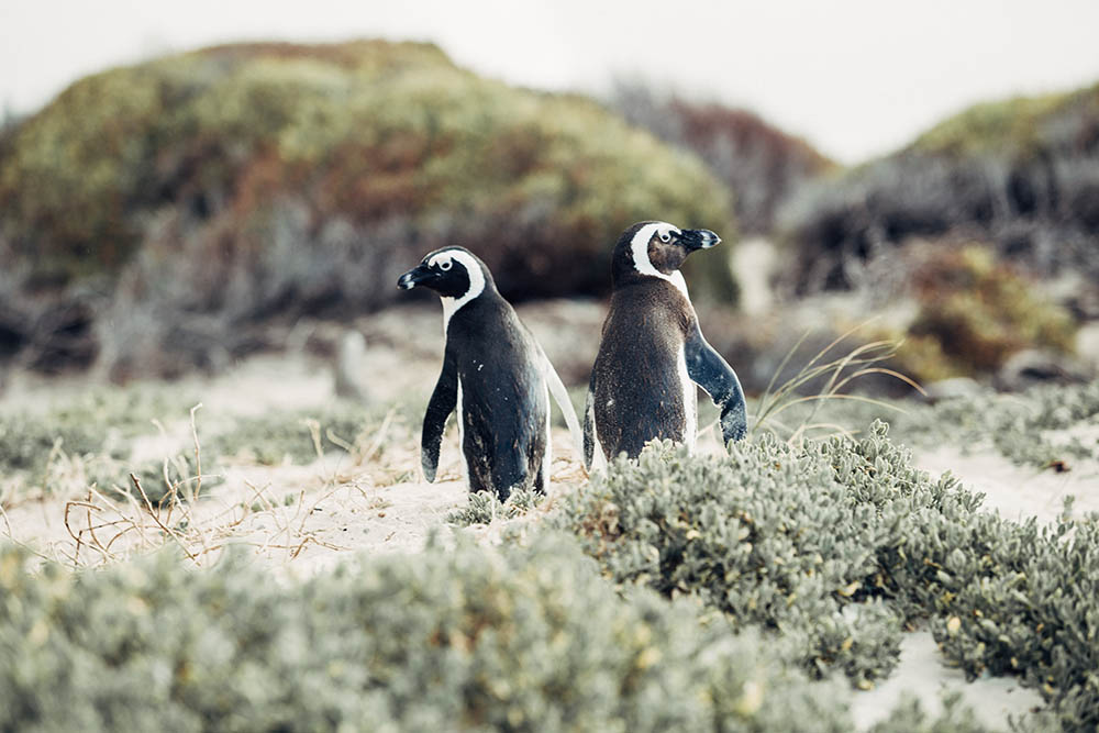 Penguins on Boulder Beach, South 