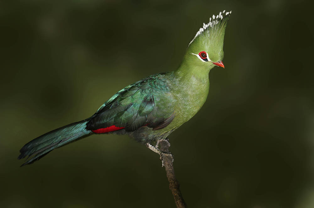 The Knysna Turaco