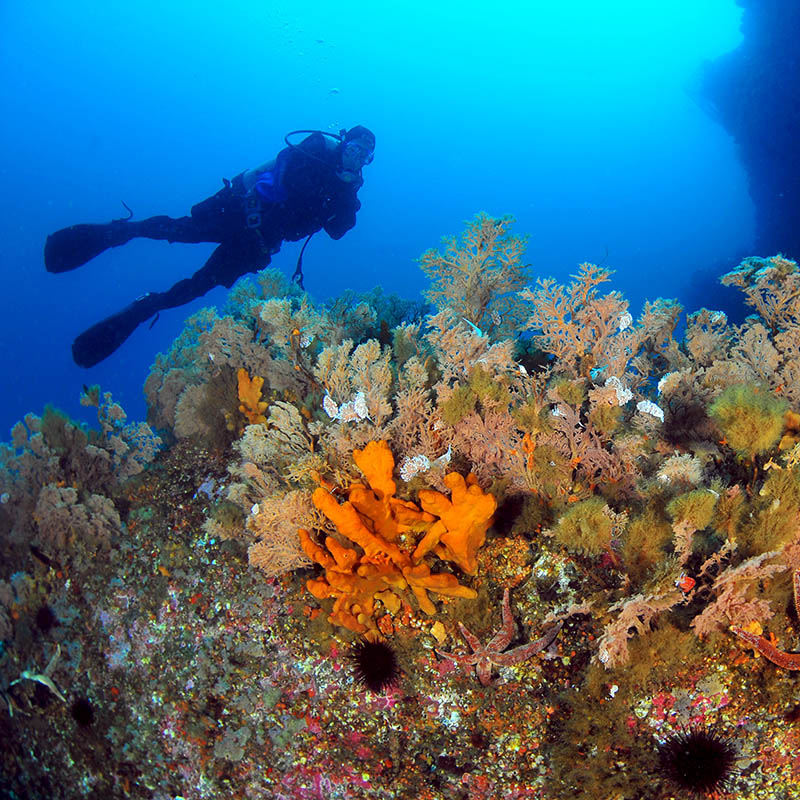 Scuba diving off diving Ulleungdo Island, South Korea