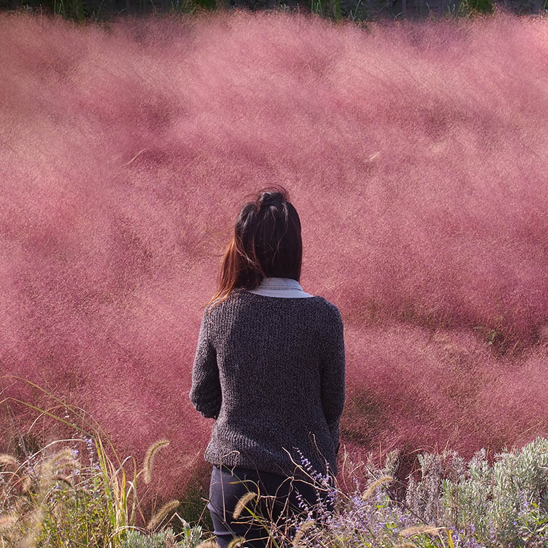 Woman standing on a hill of pink muhly field in autumn, in Jeju, South