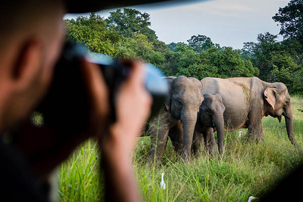 Taking pictures of a herd of elephants at a safari in Yala National Park, Sri Lanka