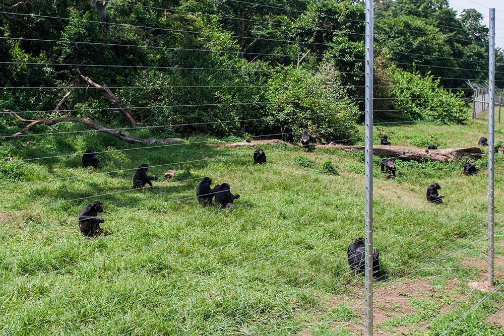 Chimpanzee in Ngamba Island Chimpanzee Sanctuary, on Ngamba Island, Lake Victoria, Uganda