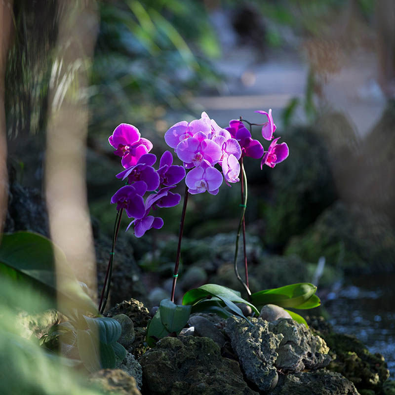 Colourful orchid in flower