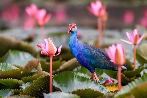 Purple Swamphen