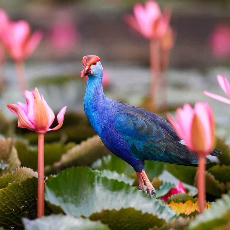 Purple Swamphen