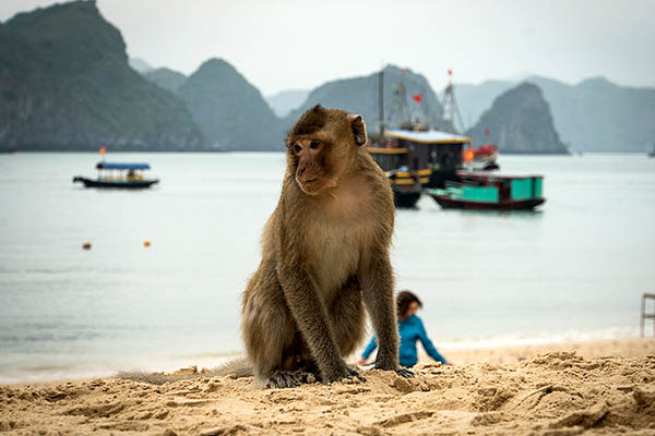 Monkey on the beach at Monkey Island, Cat Ba, Vietnam