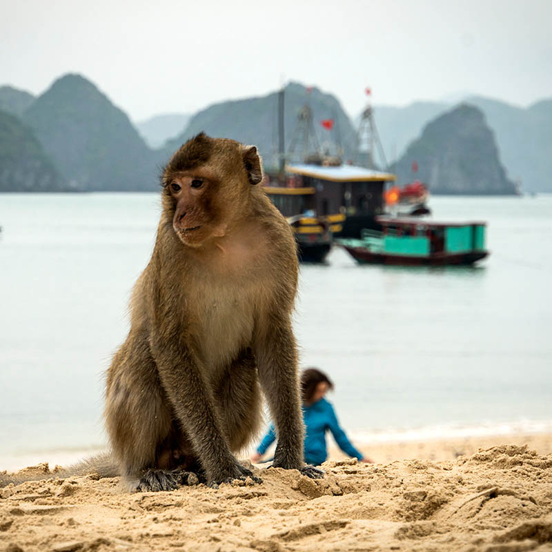 Monkey on the beach at Monkey Island, Cat Ba, Vietnam