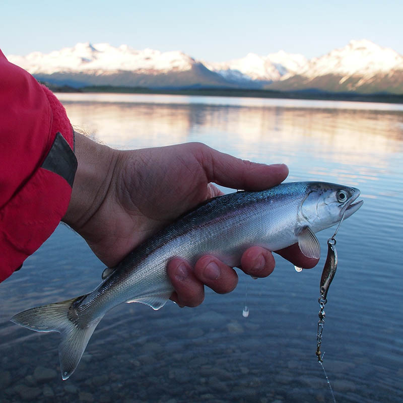 Trout fishing in Patagonia