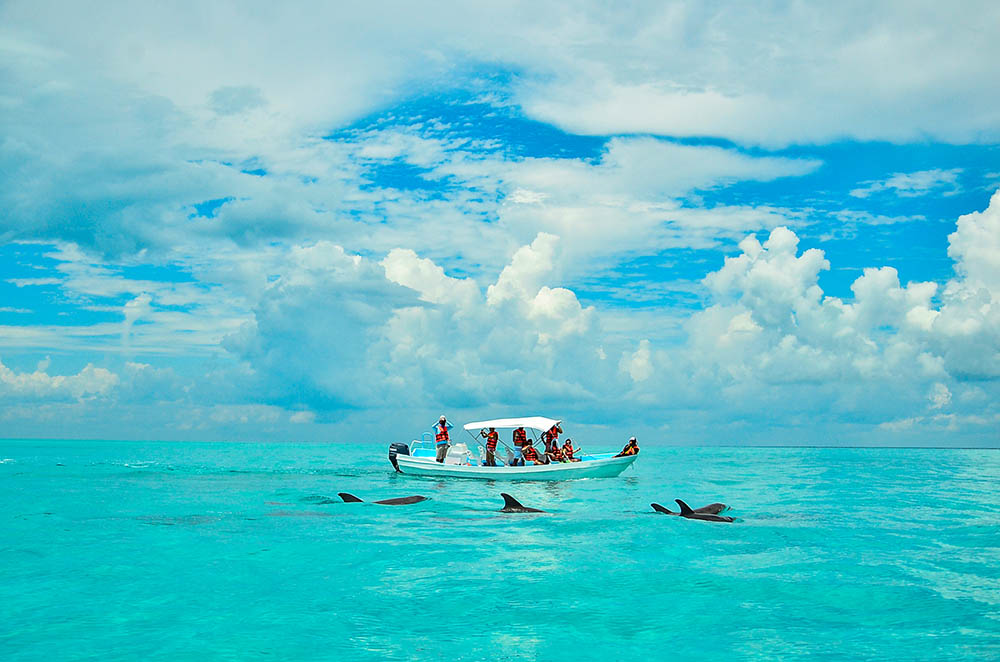 Wild dolphin watching in the Caribbean Sea