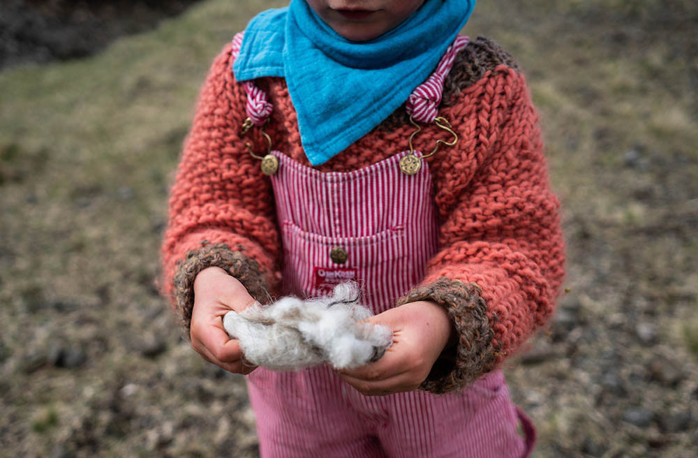 Close-up of a child holding sheep's wool in the faroe islands, denmark