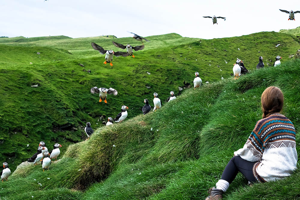 Watching lots of puffins on Mykines island, Faroe Islands, Denmark