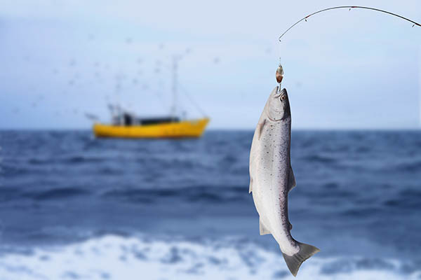 salmon on fishing-rod on background of sea