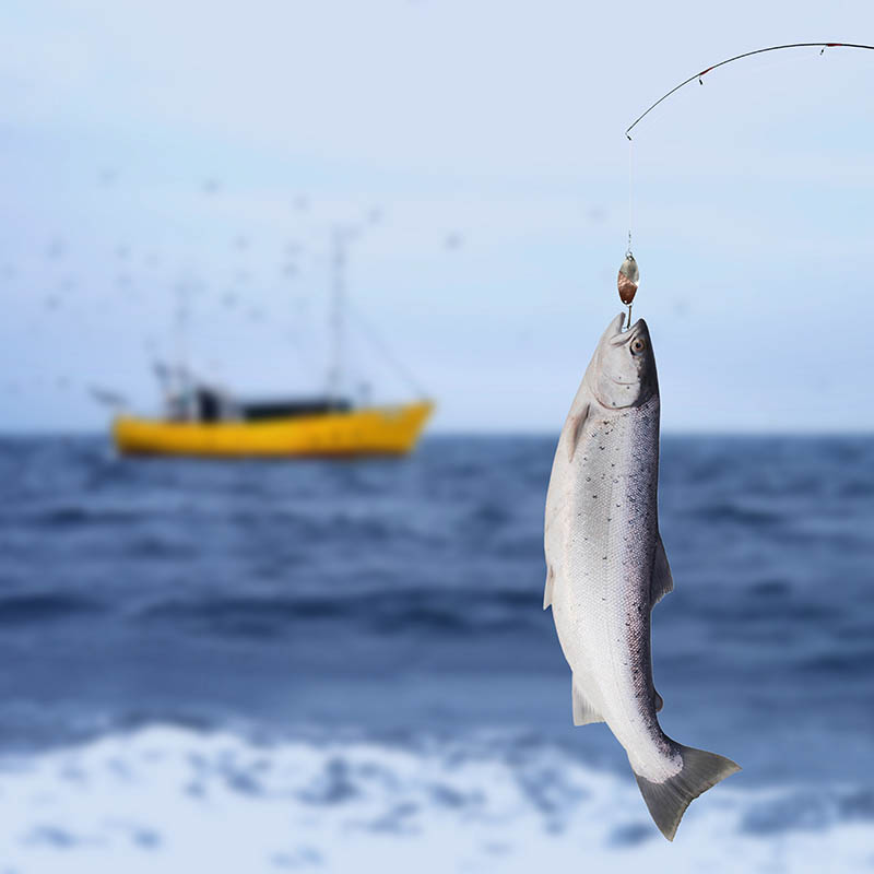 salmon on fishing-rod on background of sea