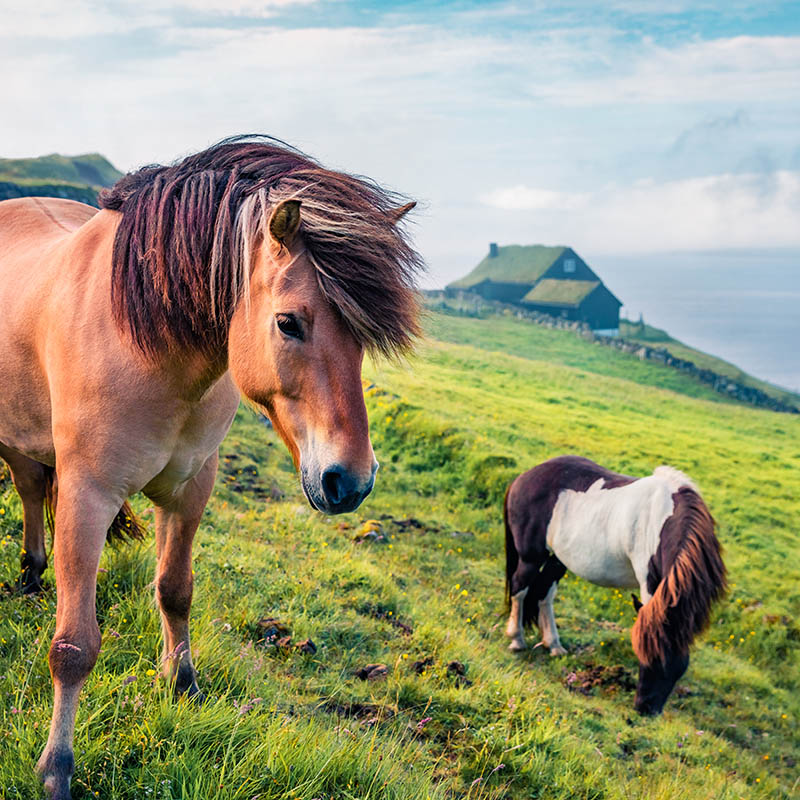 Horses in a pasture. in Velbastadur village, Streymoy, Faroe Islands