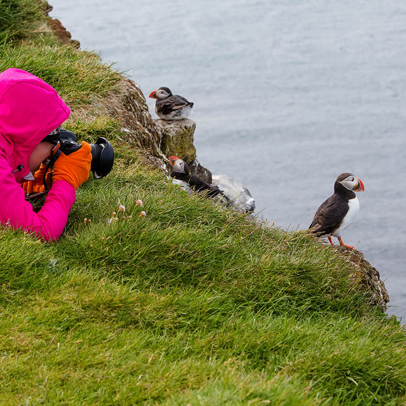 Photographing Atlantic puffin in the Faroe Islands, Denmark