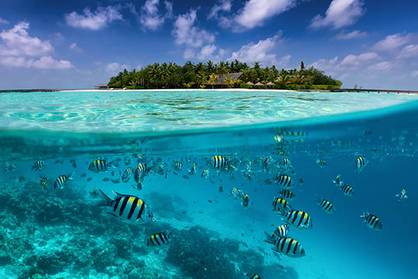 Split view of a tropical island with colorful fish in the Maldives