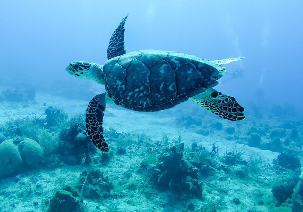 Sea turtle swimming underwater