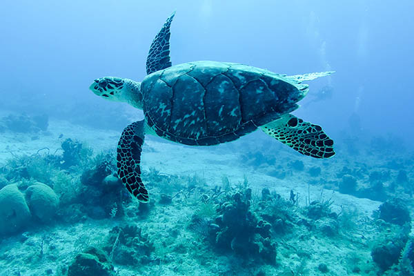 Sea turtle swimming underwater