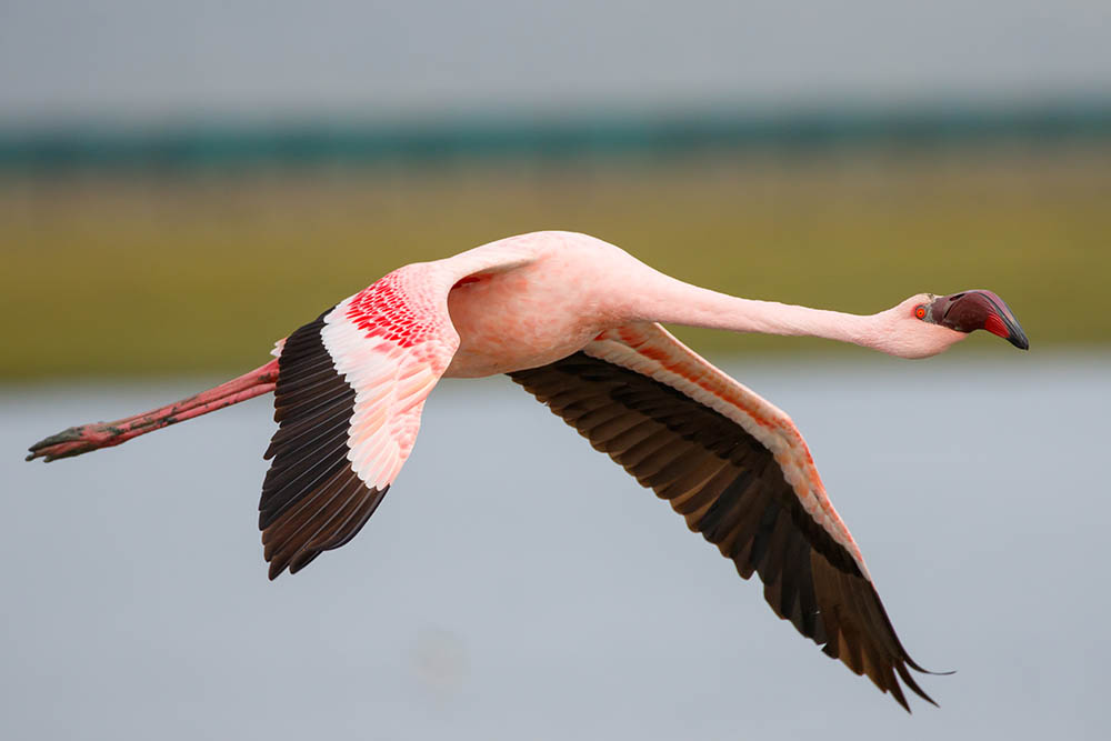 Lesser flamingo in flight