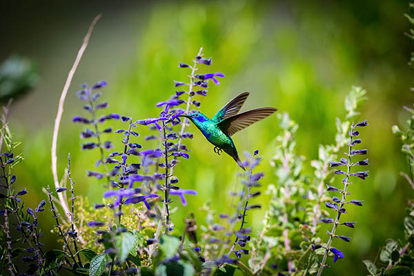 The Mexican violetear, Mexico