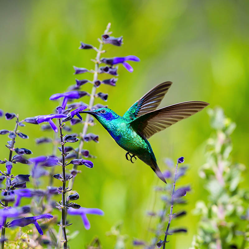 The Mexican violetear, Mexico