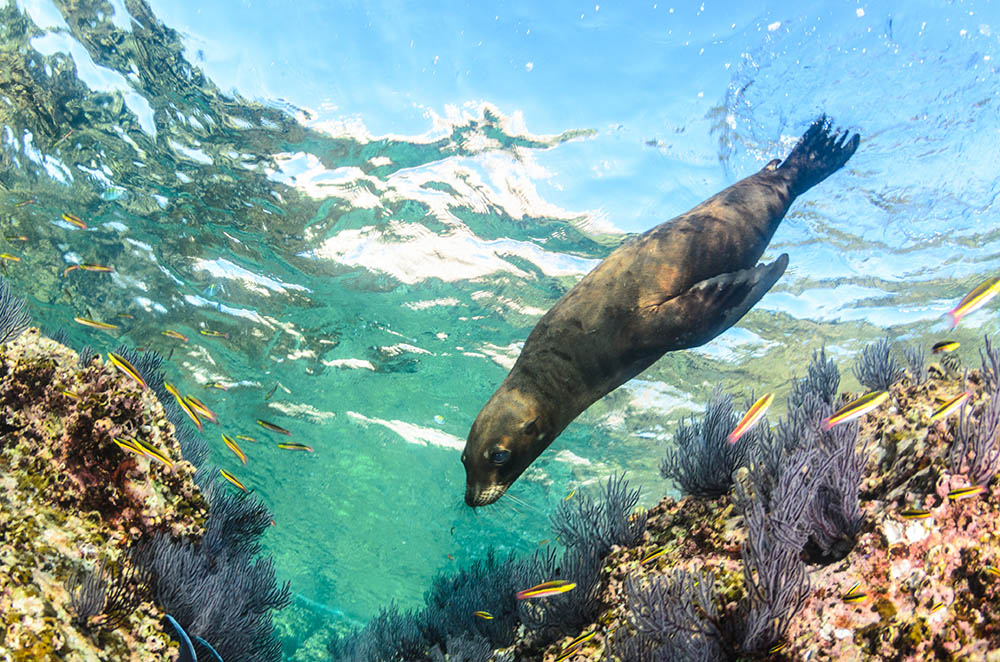 Californian sea lion swimming in the reefs of los islotes in Espiritu Santo island at La paz, Baja California Sur, Mexico