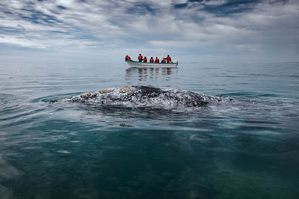 Gray whale surfaces next to a boat at San Ignacio Lagoon in the Sea of Cortés, Baja California, Mexico