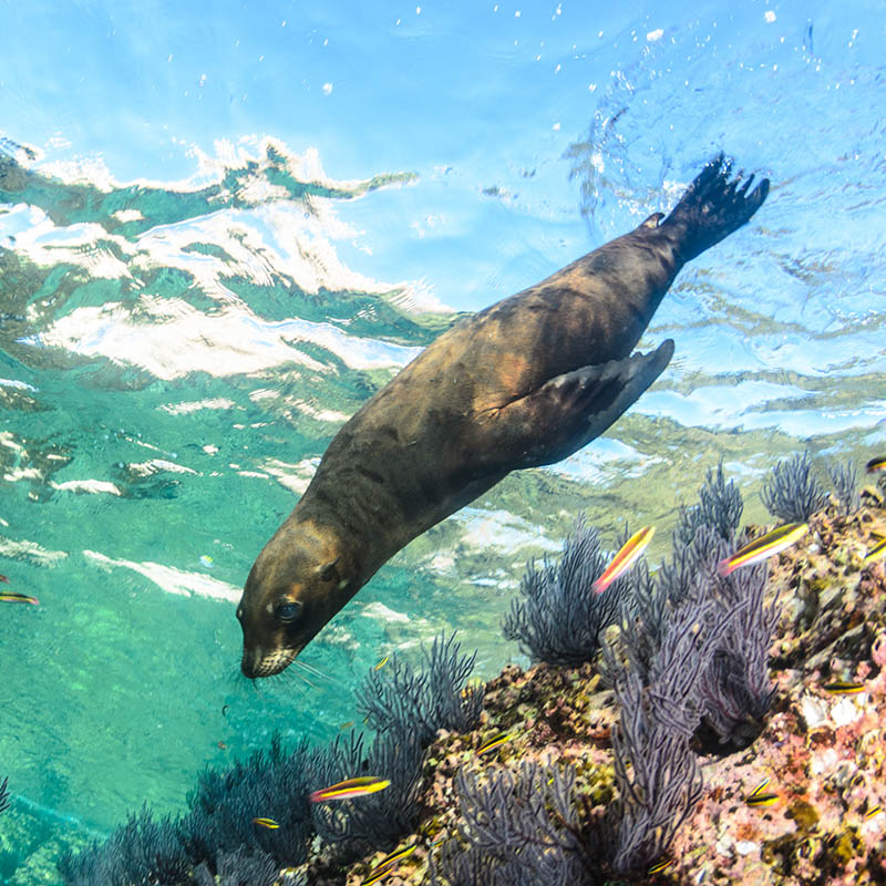 Californian sea lion swimming in the reefs of los islotes in Espiritu Santo island at La paz, Baja California Sur, Mexico