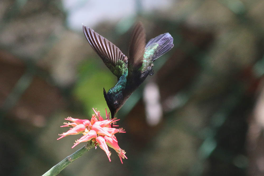 Antillean Crested Hummingbird 