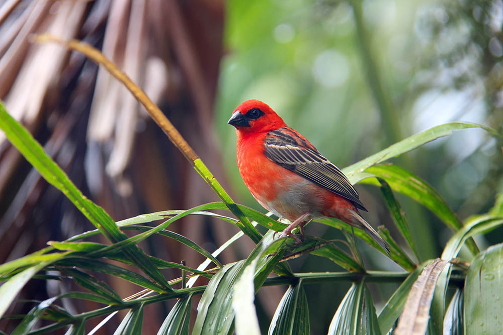 Seychelles Red Fody 