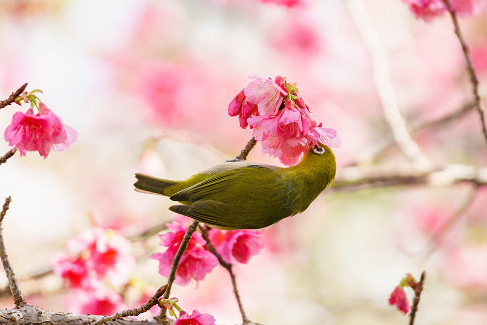 A Bonin white-eye, a small songbird endemic to the Bonin Islands (Ogasawara Islands) of Japan