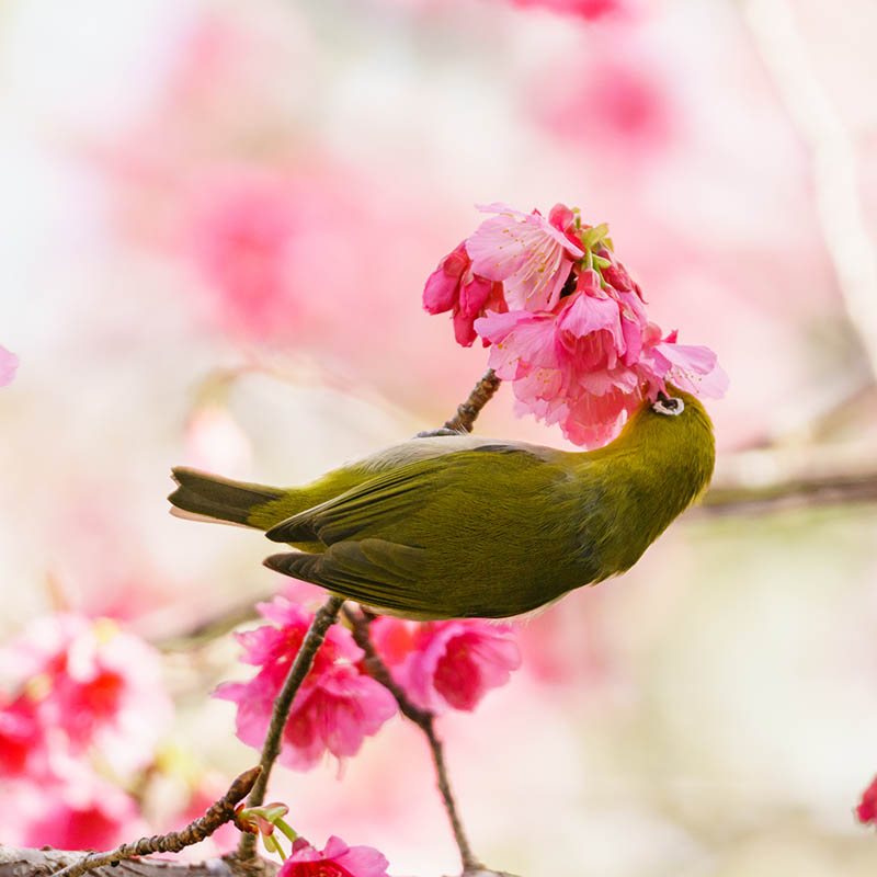 A Bonin white-eye, a small songbird endemic to the Bonin Islands (Ogasawara Islands) of Japan