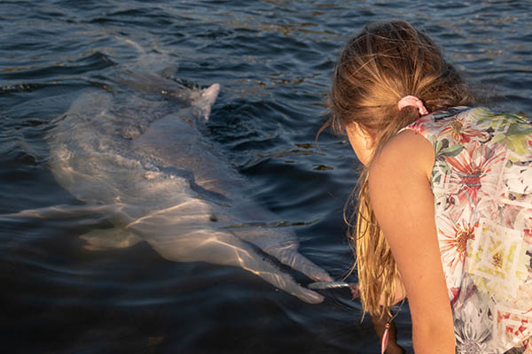 Girl feeding a wild dolphin in Hervey Bay, Queensland