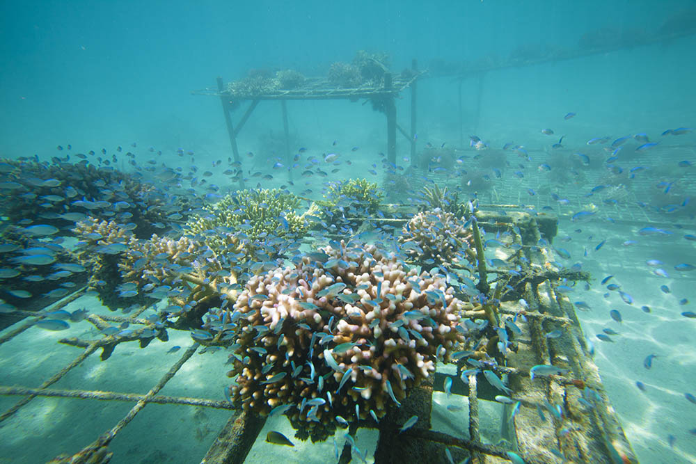 Coral regeneration on tables in tropical water