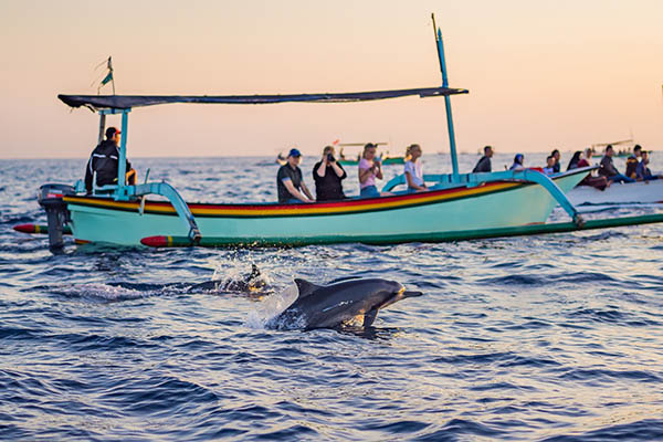 Dolphin watching boat tour