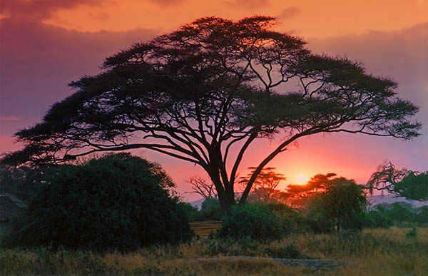 Acacia tree at sunset in Africa