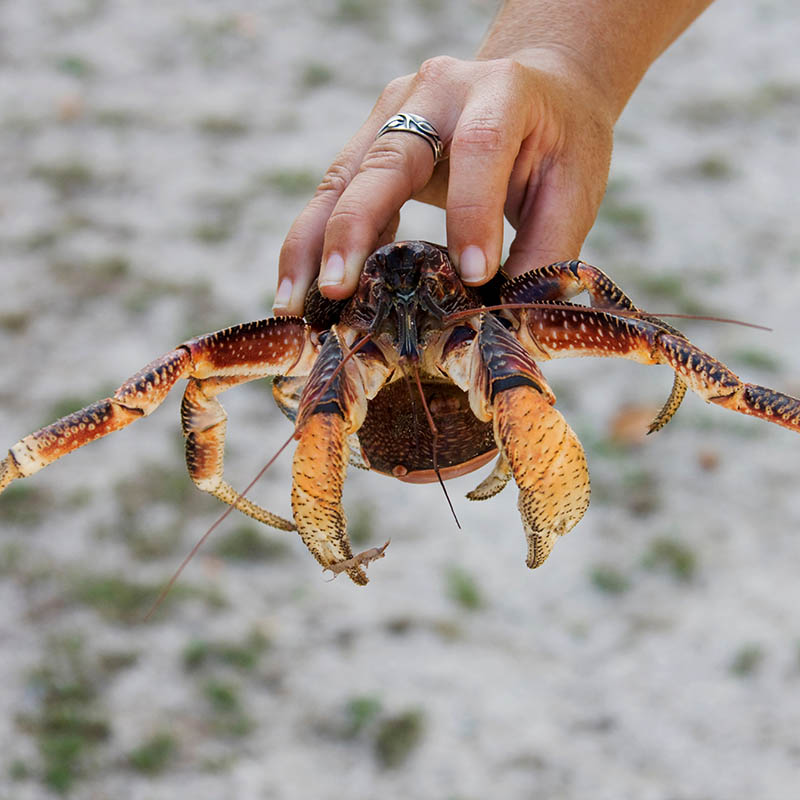 Close-up of man holding coconut crab