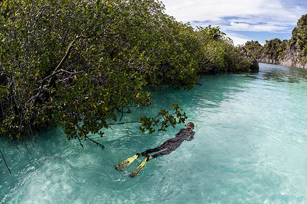 Snorkelling through the mangroves