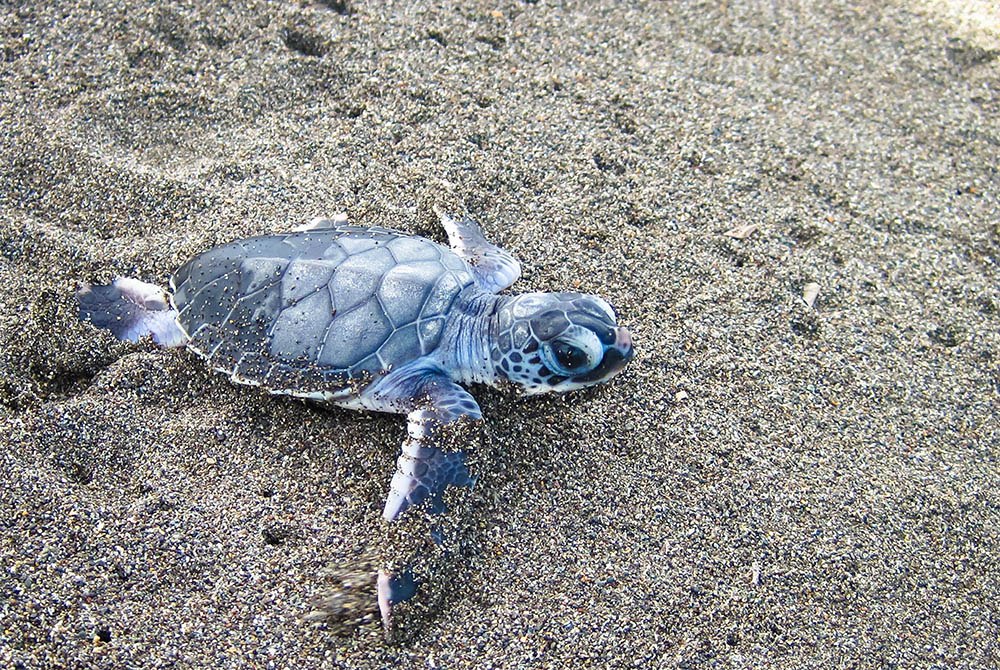 A Baby Green Sea Turtle (chelonia Mydas) Crawling Towards The Ocean